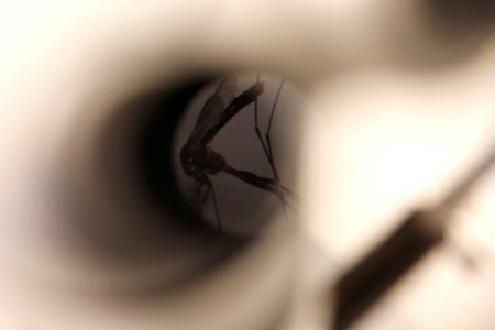 A mosquito is seen under a microscope at the Greater Los Angeles County Vector Control District in Santa Fe Springs California U.S