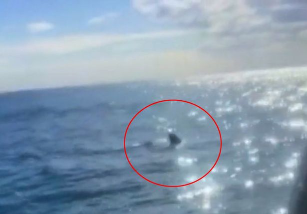 Large shark spotted off western Australia