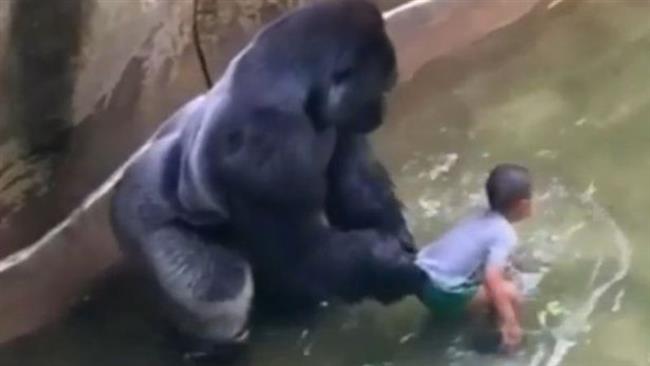 A three-year-old boy and Harambe a 17-year-old gorilla in the primate's enclosure at Cincinnati Zoo