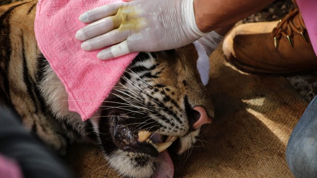 A veterinarian officer holds the head of a sedated tiger at the Wat Pha Luang Ta Bua Tiger Temple on Wednesday