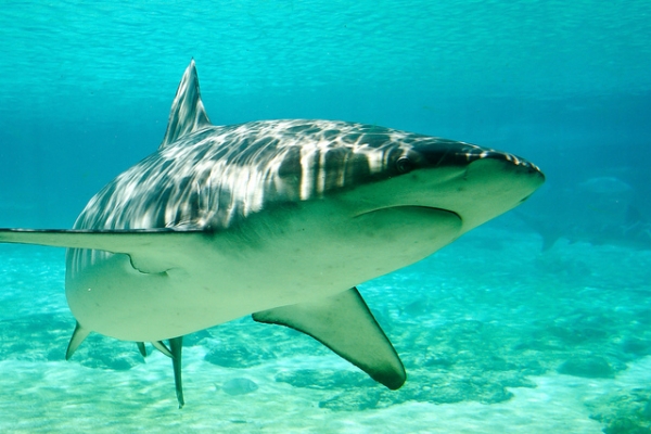 A 60-year-old female diver was found dead after being attacked by a 5-meter long shark in Perth Australia