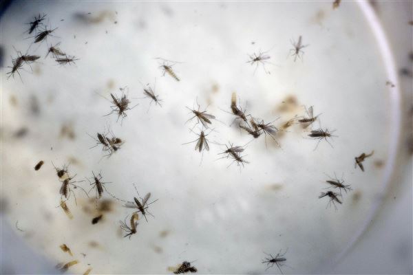 Zika-Vaccine