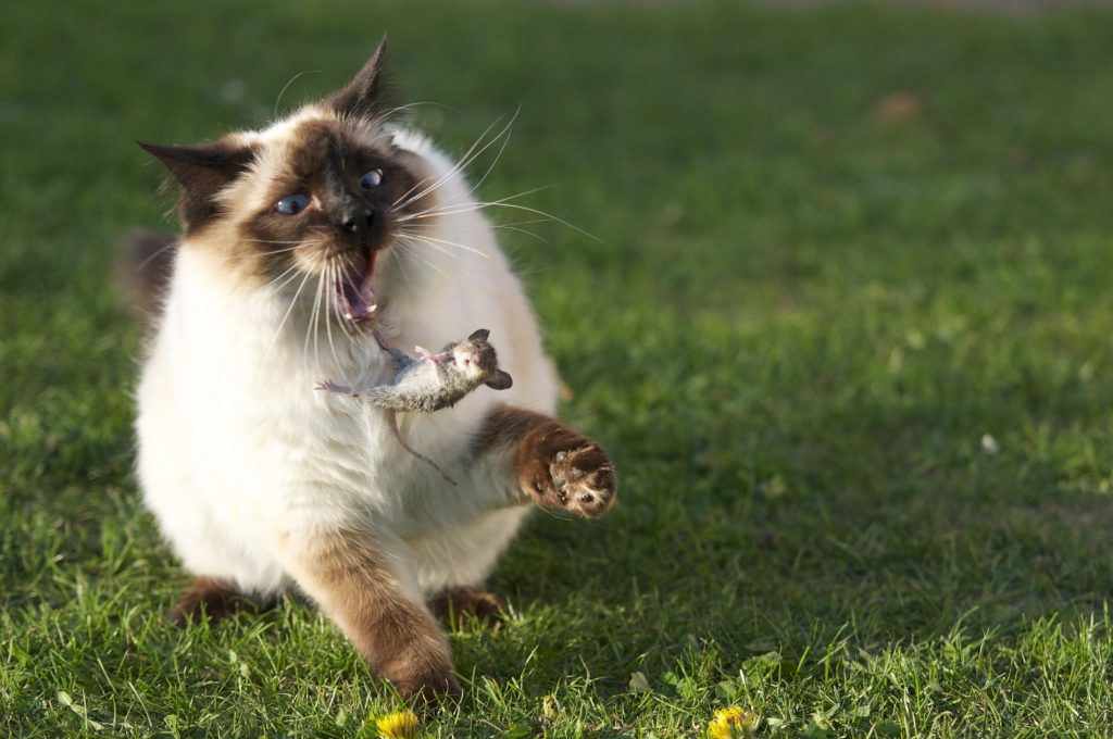 Siamese cat playing with mouse