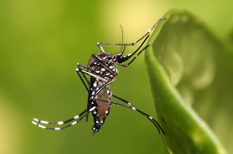 Aedes aegypti mosquito