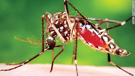 Aedes mosquito