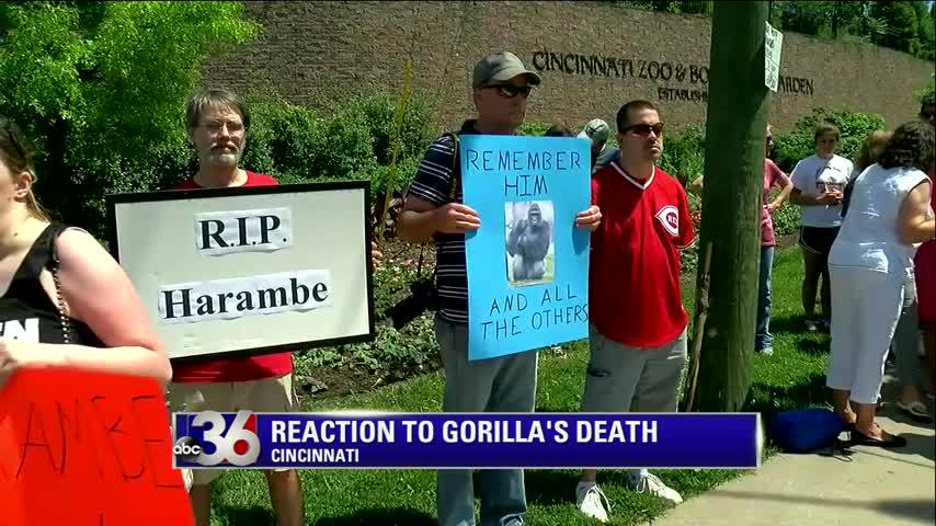 Rare Gorilla Shot And Killed By Zookeepers To Protect Four-Year-Old Boy That Climbed Into His Enclosure