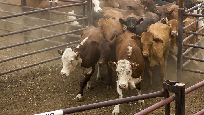 Agribusiness Elders has more than tripled its half year profit thanks to higher livestock prices