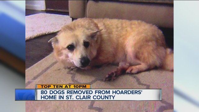 Almost 80 dogs have been removed from a St. Clair County home where they were being hoarded.                      WXYZ