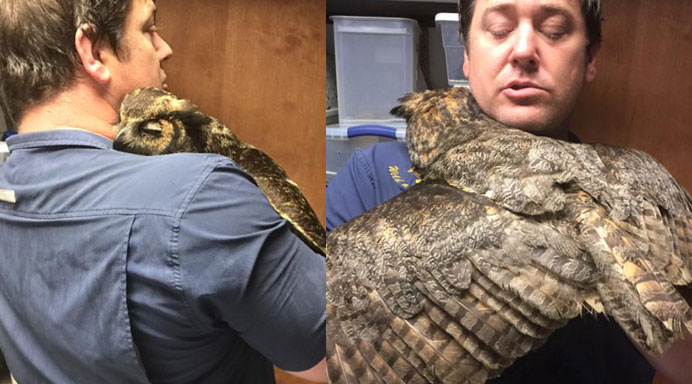 Amazing! Great horned owl gives heartwarming hug to man who saved her life