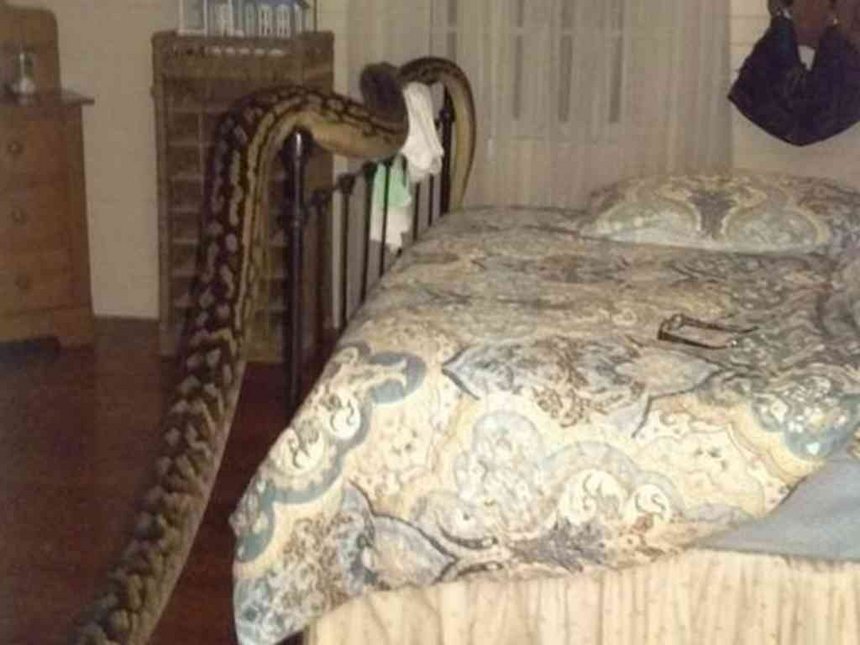 'Trina Hibberd from Mission Beach in Queensland woke on Monday to find the 5.2m scrub python named Monty stretched from her lounge room to her bedroom