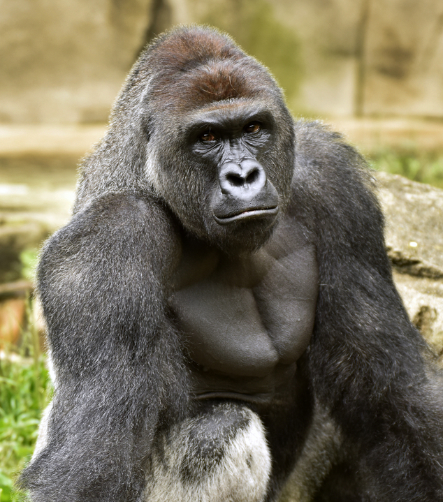 Cincinnati Zoo and Botanical Garden shows Harambe a western lowland gorilla who