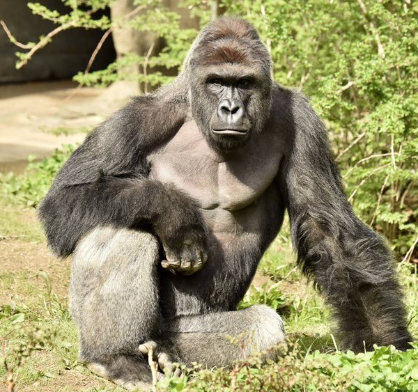 Harambe shooting: Mother of Brit saved from similar encounter slams gorilla killing