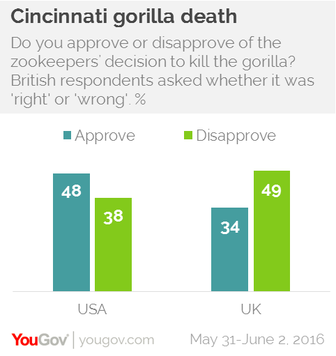 Gorilla killing: Will boy's parents be charged for conduct at zoo?