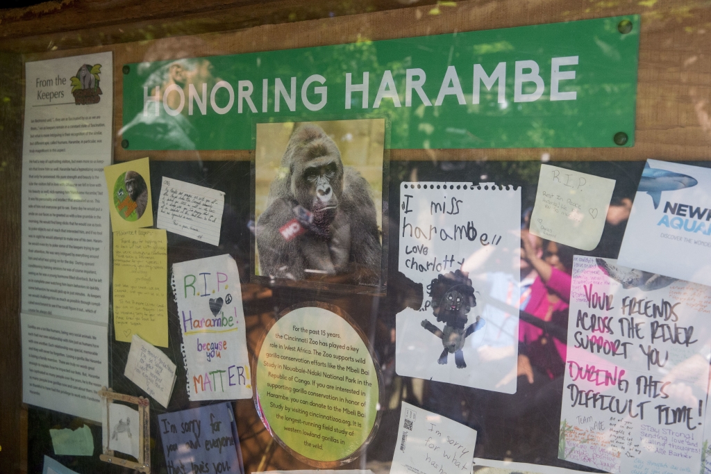 Zoo director Thane Maynard is reflected in the glass of a bulletin board honoring their deceased gorilla Harambe as he holds a news conference at the Gorilla World exhibit at the Cincinnati Zoo & Botanical Garden Tuesday in Cincinnati. The Cincinnati Zo