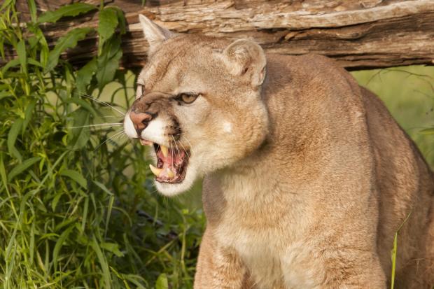 Mother saves 5-year-old son from Colorado mountain lion