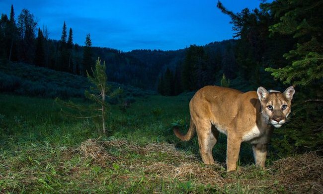 Mother saves 5-year-old son from Colorado mountain lion