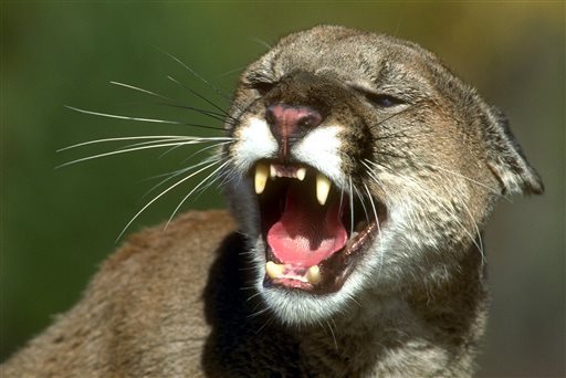 California Department of Fish and Game shows a mountain lion. While mountain lion populations are healthy across California the situation is becoming increasingly dire for the isolated population in the S