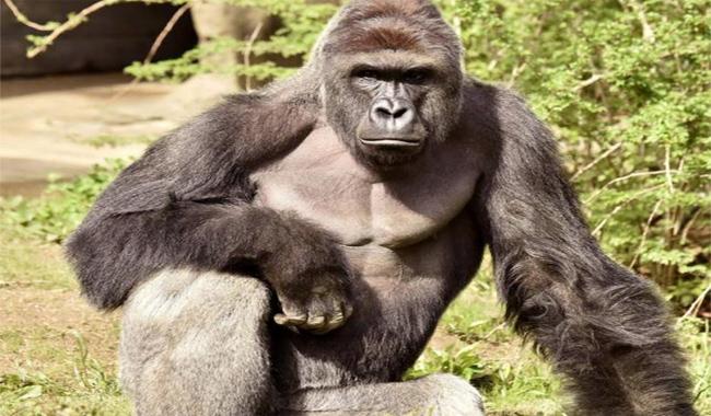 Ohio zoo defends shooting of gorilla