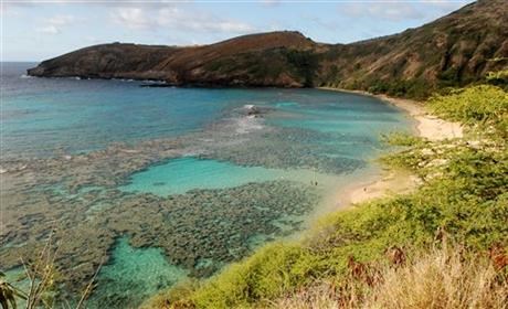 Scientists battle to save world's coral reefs