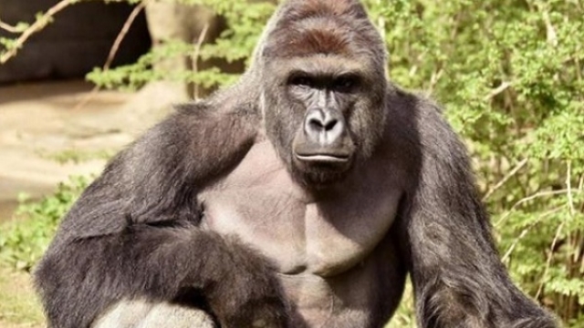 Could toddler's parents and Cincinnati Zoo face criminal charges for killing gorilla