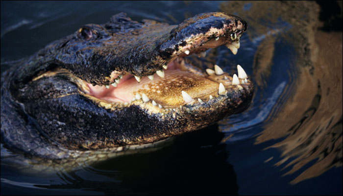 Alligator attack Two-year-old boy dragged away by enormous reptile in Florida