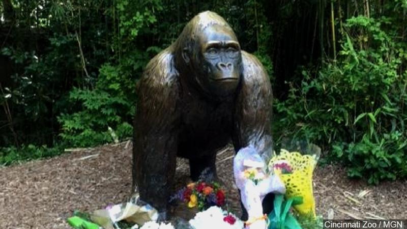 Vigil planned at Cincinnati Zoo in tribute to slain gorilla