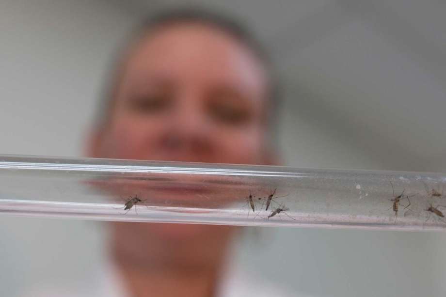 Johanna Yanez holds a tube with Aedes aegypti mosquitoes at a laboratory in Cucuta Colombia. A study out of Colombia offers compelling evidence that Zika-caused birth defects can occur even when infected pregnant