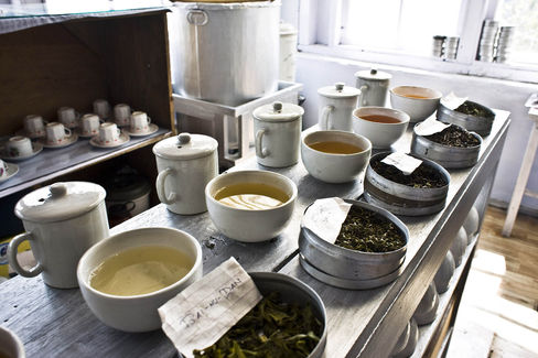 Different types of teas are laid out for tasting