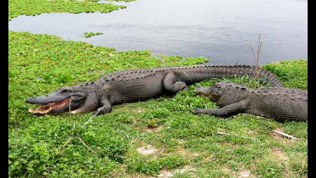 Sheriff: Charges unlikely after 2-year-old killed by gator