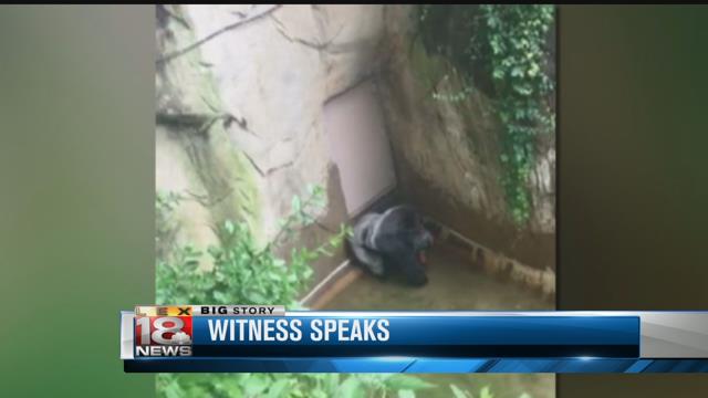 Cincinnati's pioneering gorilla exhibit now common in zoos