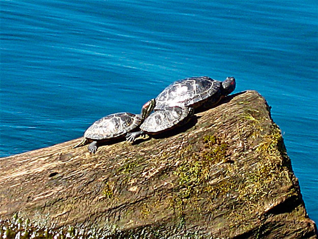 “It was fun watching the turtles taking advantage of the sun down at Coulon last week. For some reason I haven’t seen any this week. I hope summer isn’t over yet