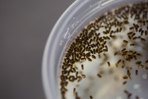 Sao Paulo Lab Produces Genetically Modified Mosquitoes To Combat Zika Virus