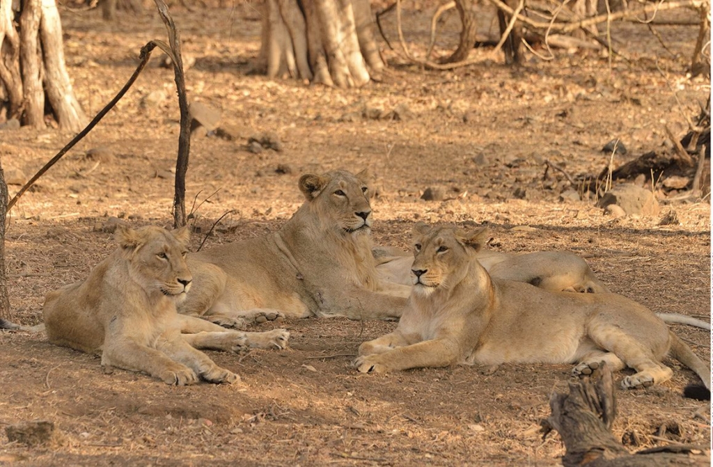 Officials 'arrest&#039 18 lions after three people killed in India