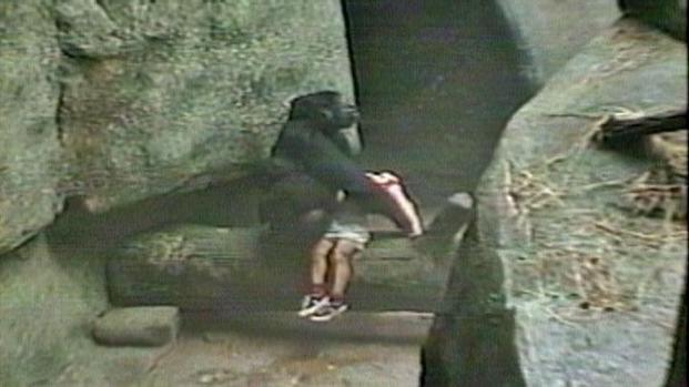 From the Archives Gorilla Protects Boy