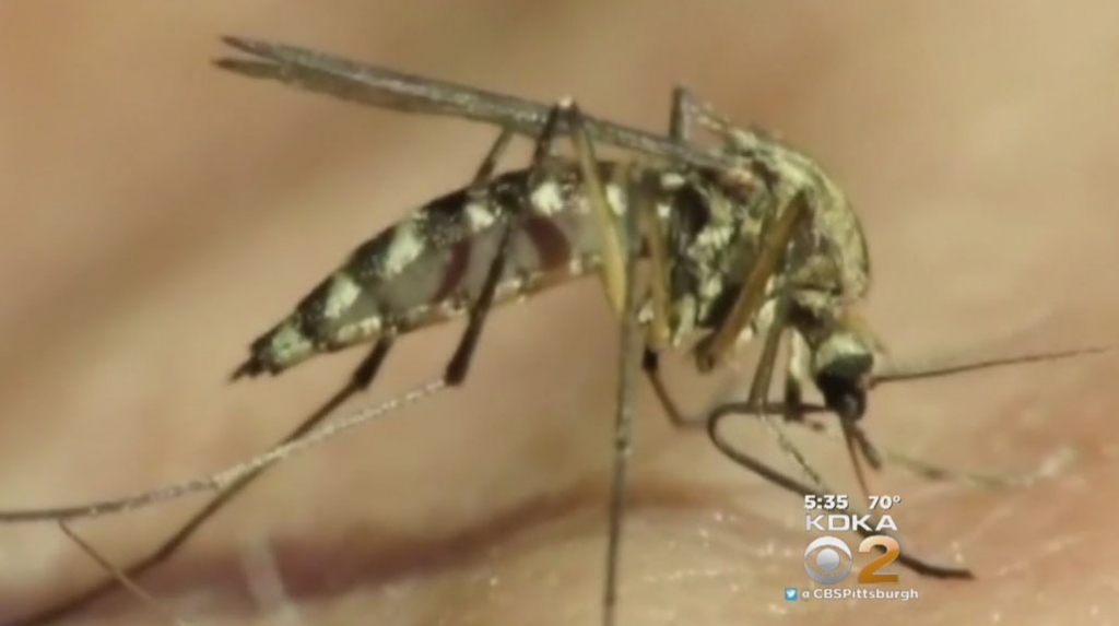 Officials confirm case of Zika Virus in Albany County
