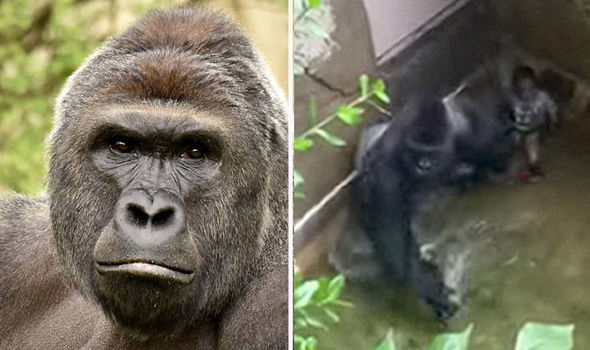 Gorilla shooting vote: Was Cincinnati Zoo right to kill Harambe?