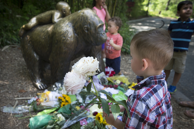 A boy brings flowers to put beside a statue of a gorilla outside the shuttered Gorilla World exhibit at the Cincinnati Zoo & Botanical Garden Monday May 30