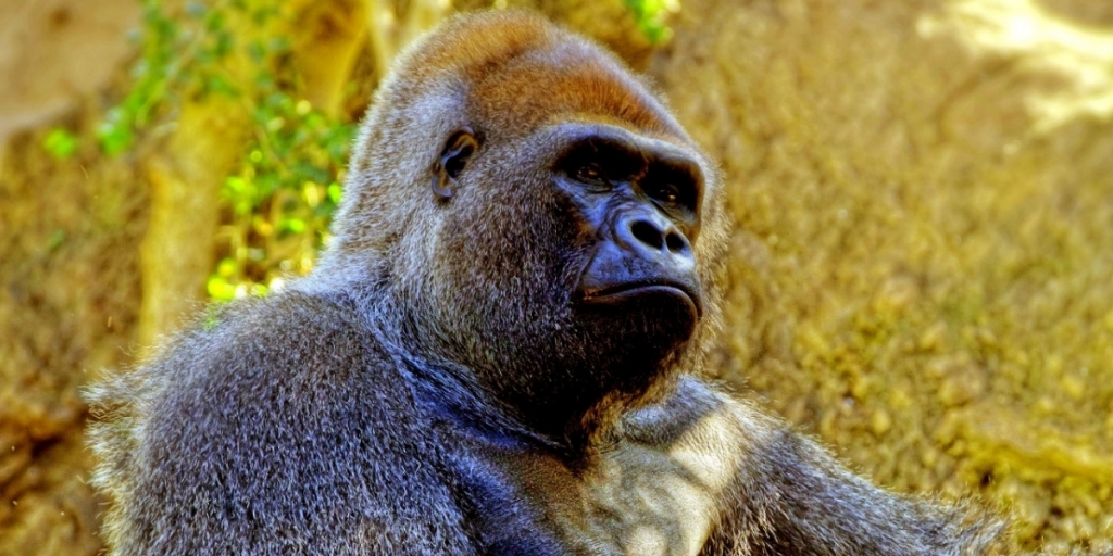 Rare Gorilla Shot And Killed By Zookeepers To Protect Four-Year-Old Boy That Climbed Into His Enclosure