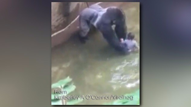 Gorilla and child at Cincinnati Zoo Screengrab