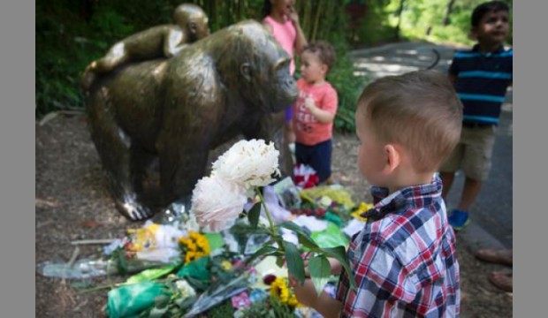 Changes At Zoo Miami After Gorilla Killed At Cincinnati Zoo