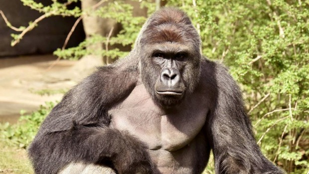 Harambe a 17-year-old gorilla was shot dead at Cincinnati Zoo after a child fell into his enclosure