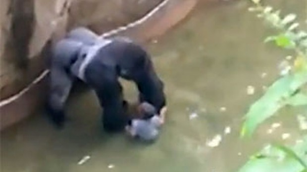 Harambe the gorilla plays with the boy in its enclosure at Cincinnati Zoo before it is shot dead