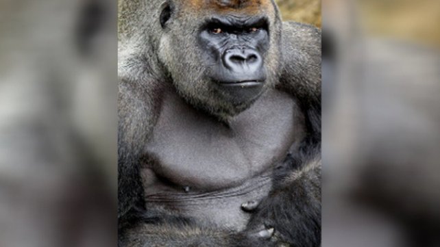 Harambe was shot dead by zookeepers who deemed the boy's life was in danger