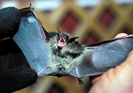 Bats positive for rabies have doubled this year in Illinois