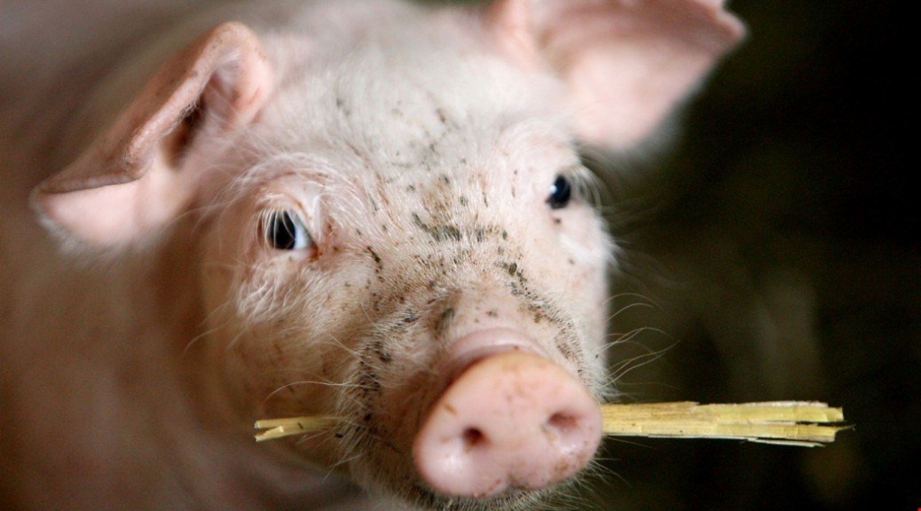 Human organs 'will be grown in pigs so they can be harvested for transplant patients'