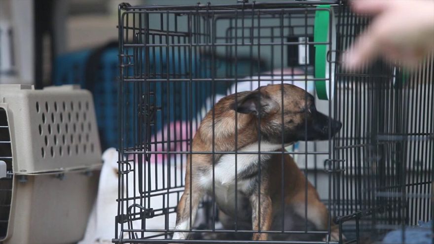 Owner in Tears as 276 Dogs Seized from NJ Home: Officials