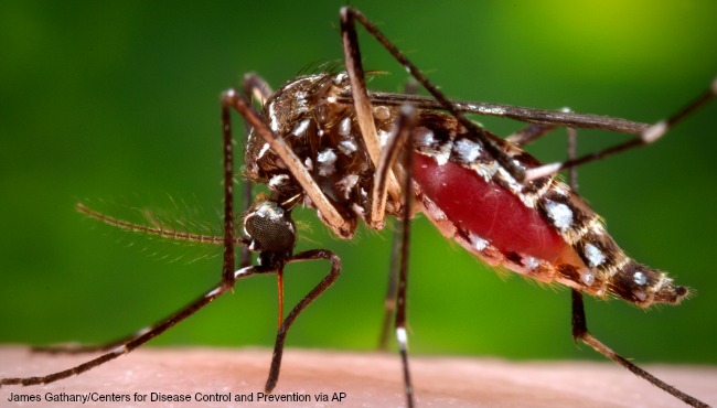 Centers for Disease Control and Prevention shows a female Aedes aegypti mosquito in the process of acquiring a blood meal from a human host