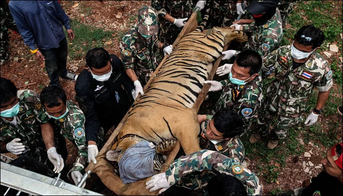 Thai monk intercepted while trying to escape Tiger Temple with tiger skins and fangs