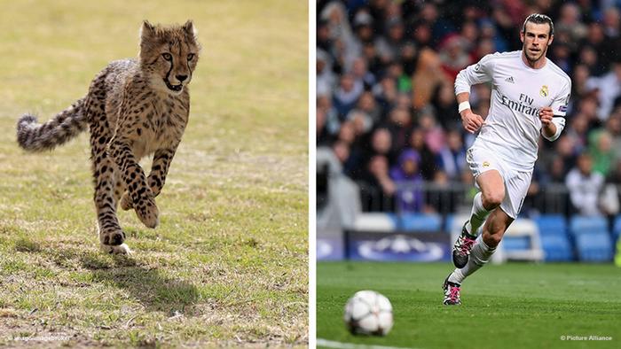 Bildkombi Fussballspieler Gareth Bale und Gepard