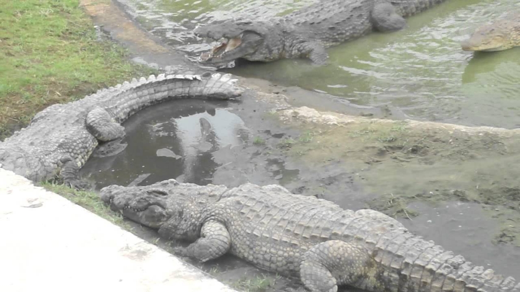 Killer Nile crocodiles in Florida? Experts say it's possible